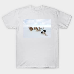 Husky sled dogs (C026/2366) T-Shirt